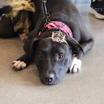 Thumbnail photo of Nala #2