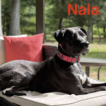 Thumbnail photo of Nala #3