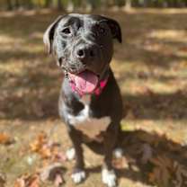 Thumbnail photo of Nala #4