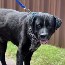 Thumbnail photo of Earl #1