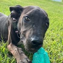 Thumbnail photo of Aspen #1