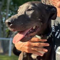 Thumbnail photo of Bagheera #1