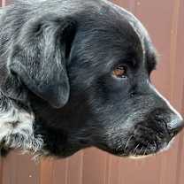 Thumbnail photo of Earl #4