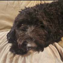 Thumbnail photo of Bailey #3