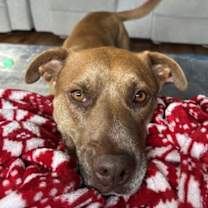 Thumbnail photo of Bread #1