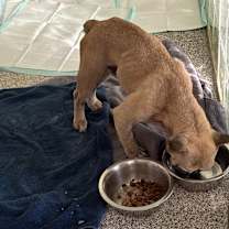 Thumbnail photo of Tonka #3