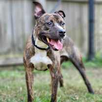 Thumbnail photo of Ozzy #1