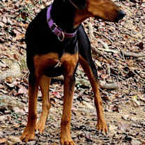 Thumbnail photo of Pup Arlo #4