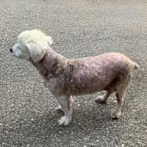 Thumbnail photo of Tashi #4