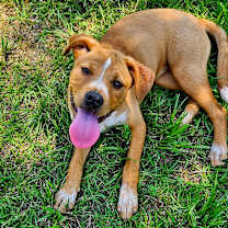 Thumbnail photo of Daisy #1