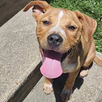 Thumbnail photo of Daisy #2