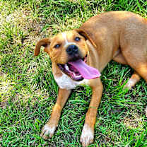 Thumbnail photo of Daisy #3