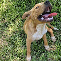 Thumbnail photo of Daisy #4