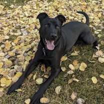 Thumbnail photo of Griff #1