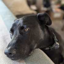 Thumbnail photo of Griff #3