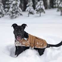 Thumbnail photo of Griff #4