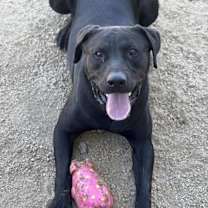 Thumbnail photo of Buddy #1