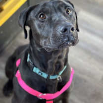 Thumbnail photo of Buddy #2