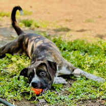 Thumbnail photo of Daisy #1