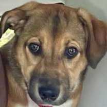 adopt-pet
