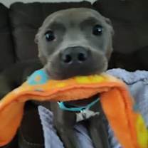 Thumbnail photo of Queen #2