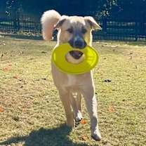 Thumbnail photo of Tiger #2