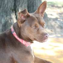 Thumbnail photo of Dalton #1