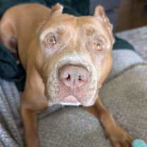 Thumbnail photo of 159762 Joker AKA Zeus (Off Site Foster) #1