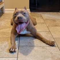 Thumbnail photo of 159762 Joker AKA Zeus (Off Site Foster) #2