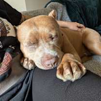 Thumbnail photo of 159762 Joker AKA Zeus (Off Site Foster) #4