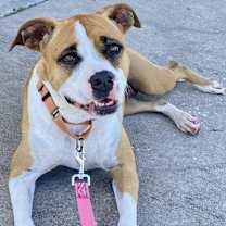 Thumbnail photo of Rose #4