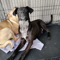 Thumbnail photo of Pippin #1