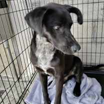 Thumbnail photo of Pippin #2