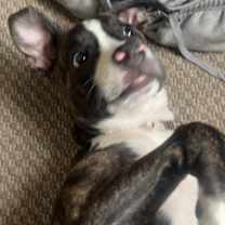 Thumbnail photo of Hela #1