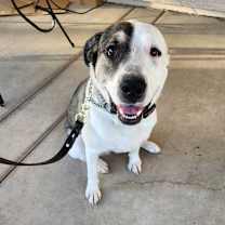 adopt-pet