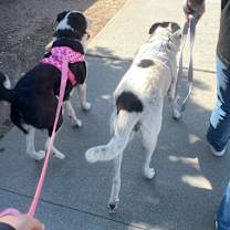 Thumbnail photo of Bailey #3