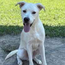 Thumbnail photo of 180272 Lucian #1