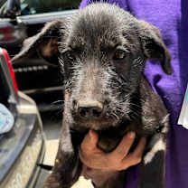 Thumbnail photo of Oscar #2