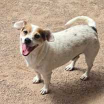 Thumbnail photo of Toby #2