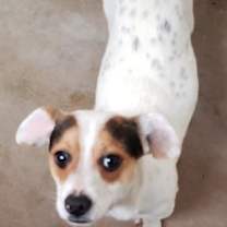 Thumbnail photo of Toby #3