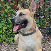 Thumbnail photo of Juniper #3