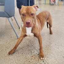adopt-pet