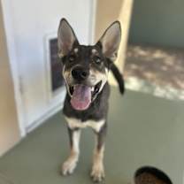 adopt-pet