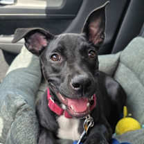 Thumbnail photo of Elphie #2