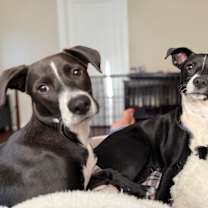 Thumbnail photo of Bella and Lulu #1