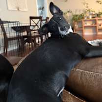 Thumbnail photo of Bella and Lulu #2