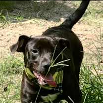 Thumbnail photo of PeeWee #3