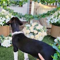 Thumbnail photo of Humphry #4