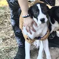 Thumbnail photo of Henry #4