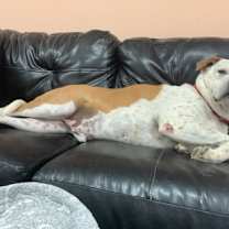 Thumbnail photo of Moose #3